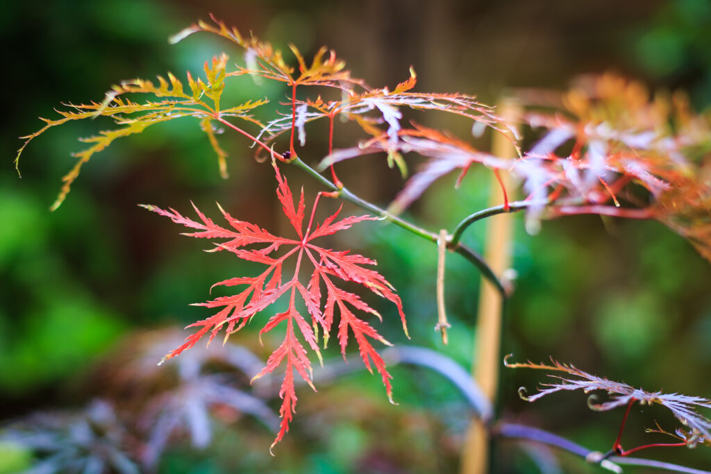 Falling Leaf