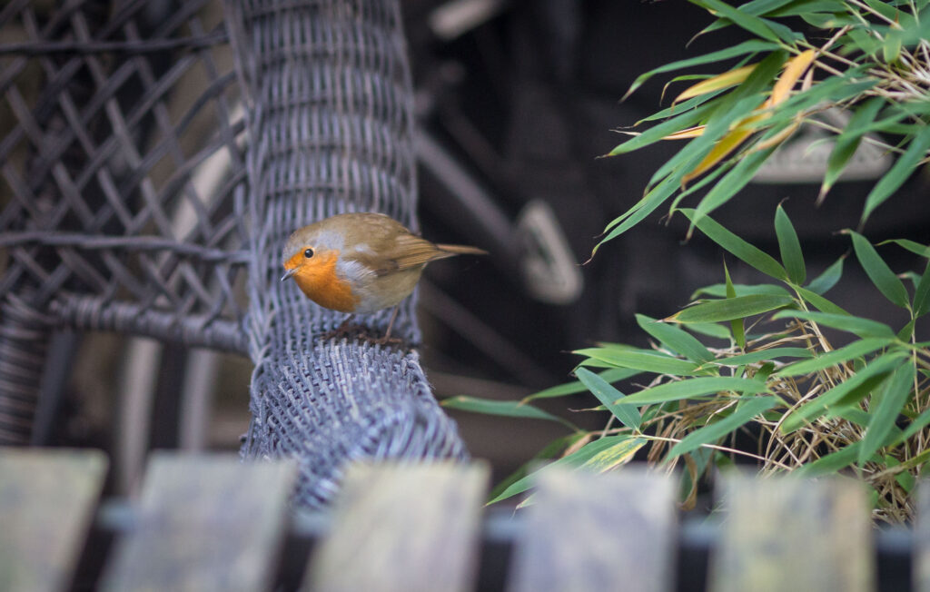 Robin Redbreast