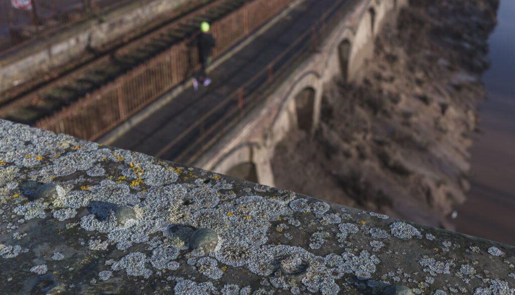 Lichen on Vauxhall Bridge