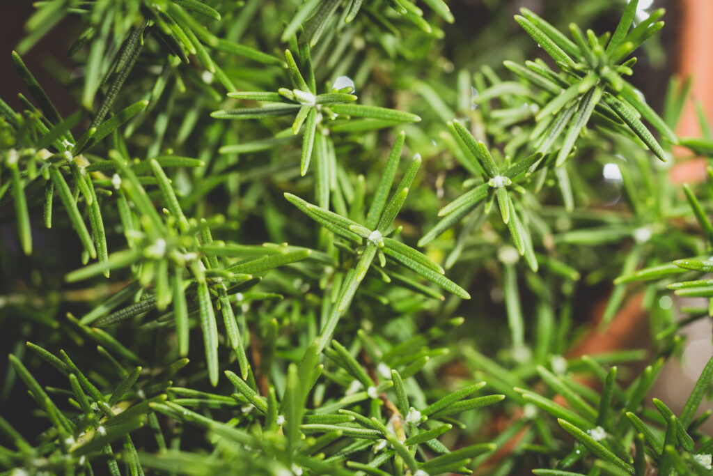 Rosemary Detail