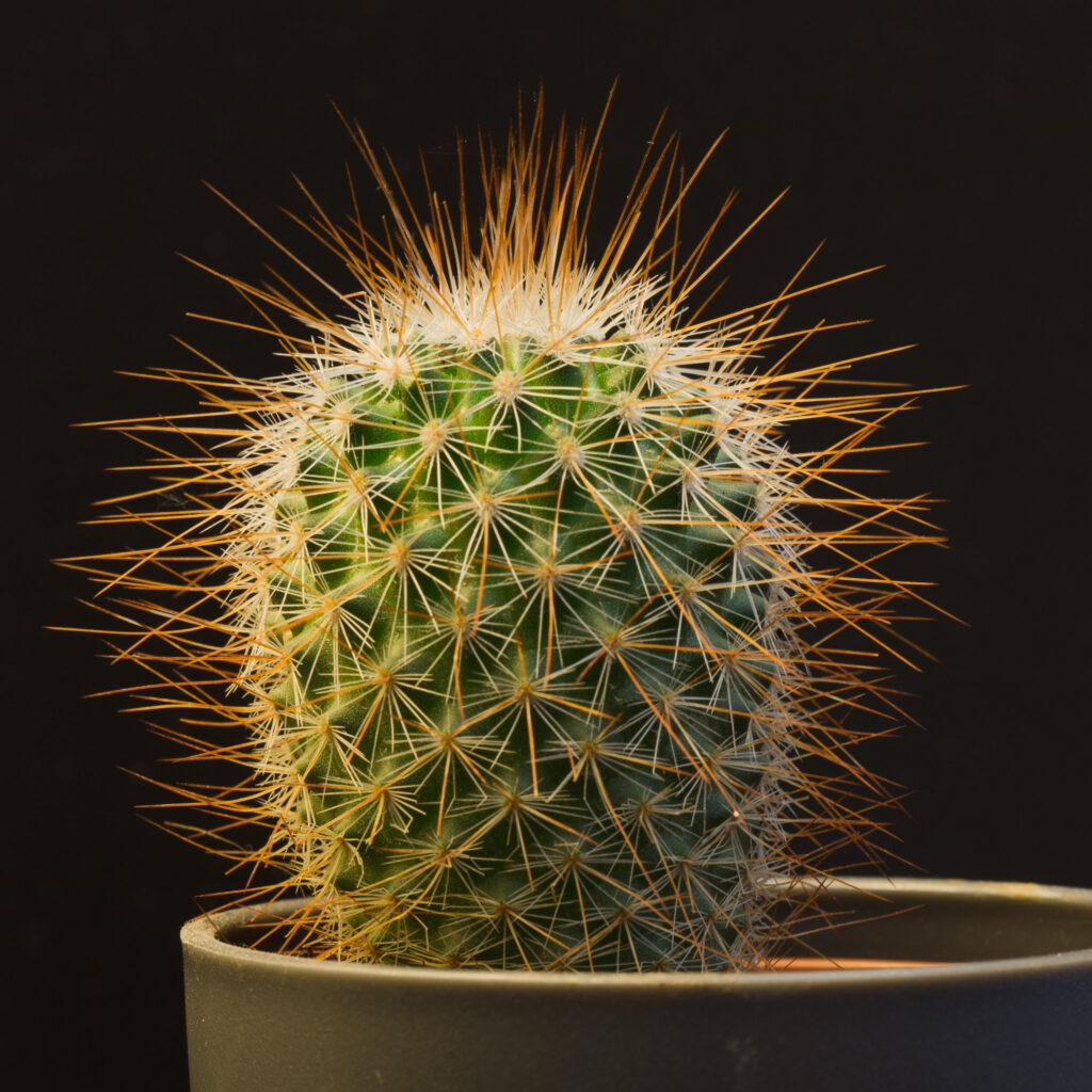 Teeny cactus