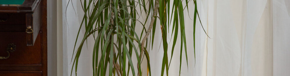 Madagascar Dragon Tree Madagascar Dragon Tree