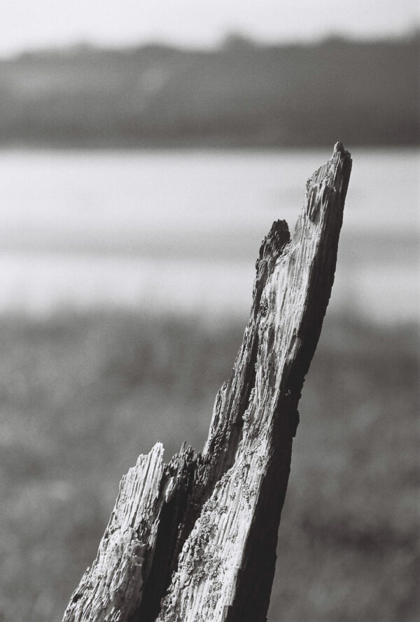 The remnants of a wooden rib member of a ship's hull at he Purton Ship's Graveyard, with the Severn Estuary in the background 